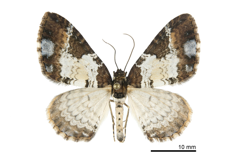 Melanthia procellata szechuanensis Female